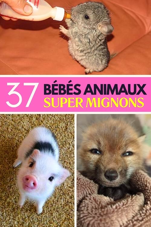 Un petit bébé cochon et renard et aussi un bébé lapin trop mignons