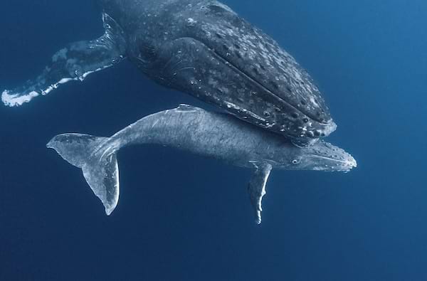 Un bébé baleine à bosse nageant à côté de sa mère.