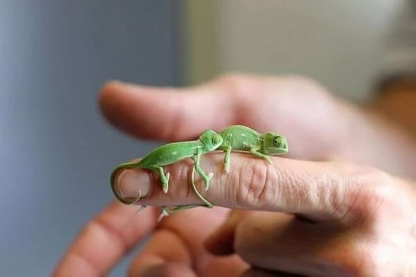 Un bébé caméléon vert allongé sur un doigt humain.