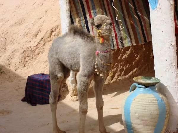 un bébé dromadaire