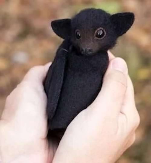 Un bébé chauve-souris noire tenue dans des mains.