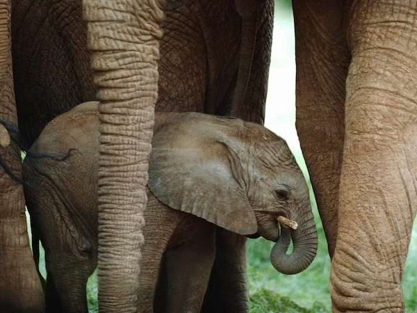 un bébé éléphant dans un troupeau