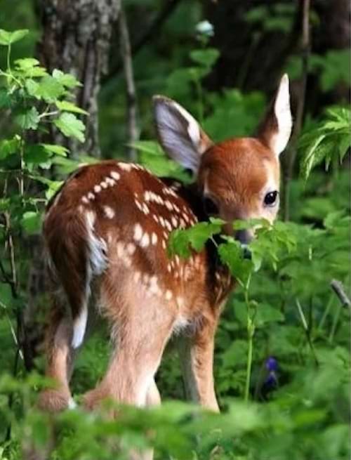 un faon dans la forêt