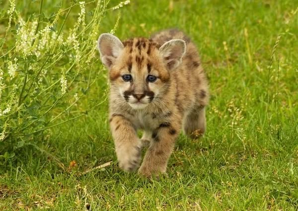 un bébé guépard