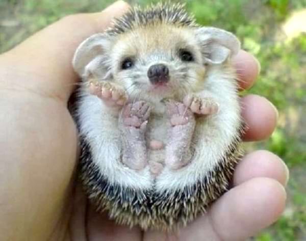 Un bébé hérisson roulé en boule tenu dans une main.