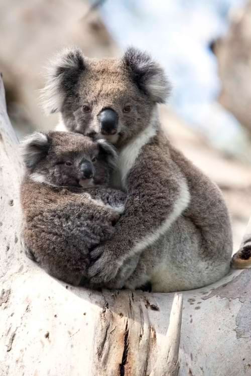 Un bébé koala et sa maman dans un arbre