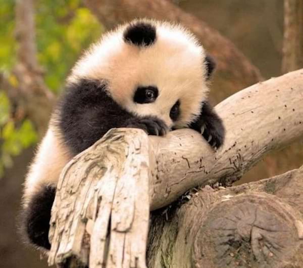 un bébé panda dans un arbre