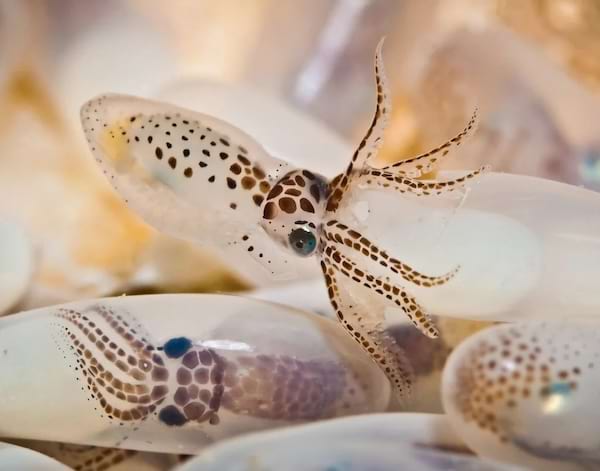 Un bébé poulpe parmi les œufs.