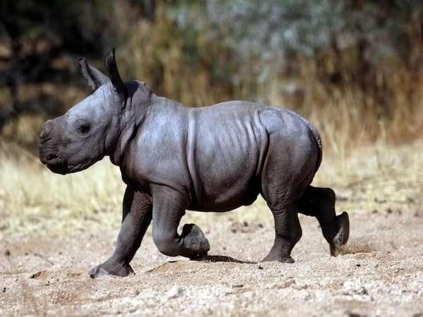 un bébé rhinocéros