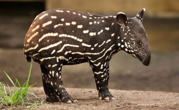 Un bébé tapir rayé et noir sur le sol.