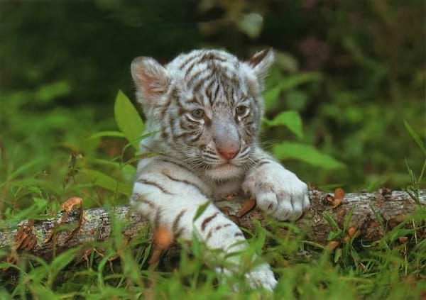 un bébé tigre blanc