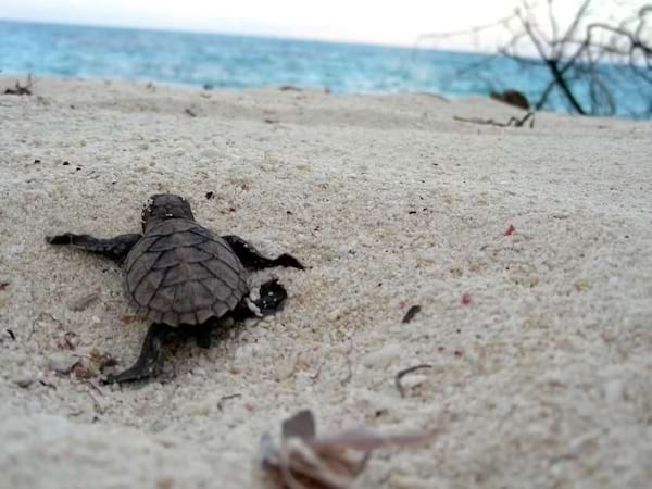 un bébé tortue qui va vers l'océan