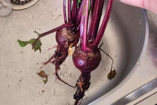 Deux betteraves non lavées dans un évier.