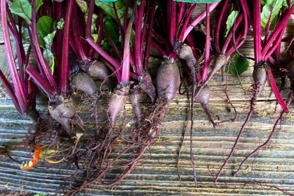 Plusieurs betteraves non lavées sur une planche.