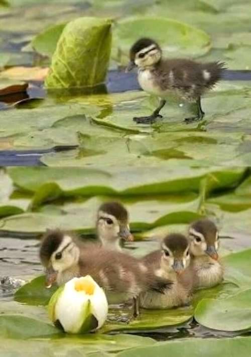 Plusieurs canetons marchant sur des nénuphars et nageant dans l'eau.