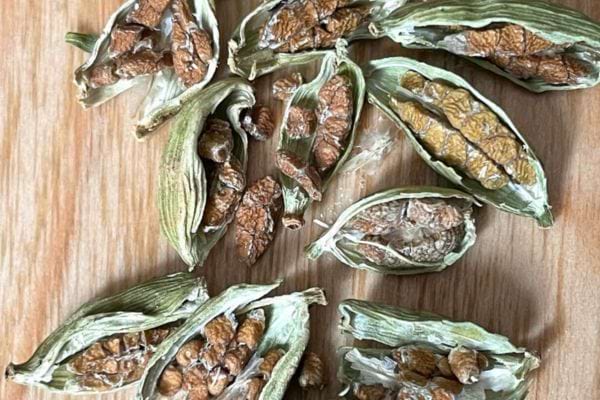 Capsules de cardamome verte.