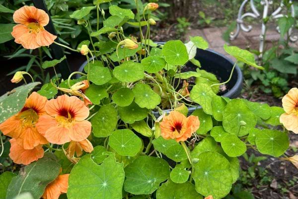 Capucines orange dans un pot.