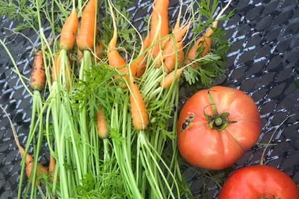 Récolte de carottes et tomates rouges.