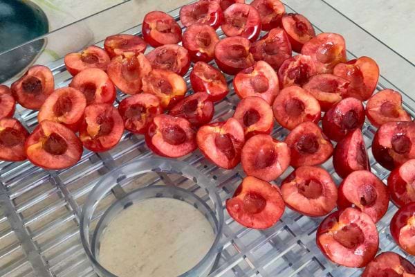 Moitiés de cerises rouges sur un plateau de déshydratation.