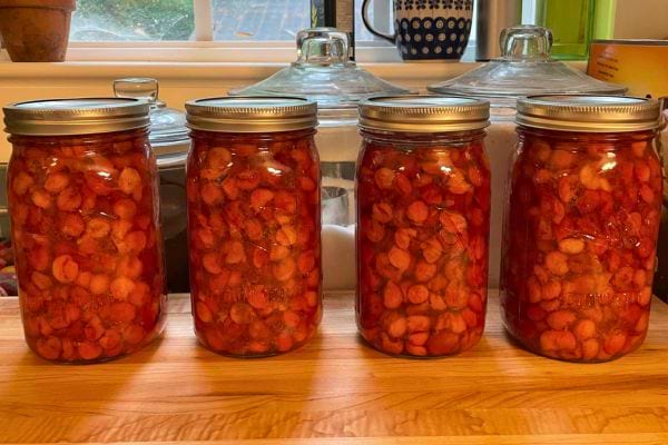 Bocaux de cerises conservées, alignés sur une table.