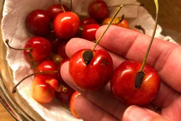 Cerises rouges avec taches foncées, tenues dans une main.