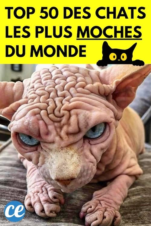 Top 50 des Chats les Plus Moches du Monde.