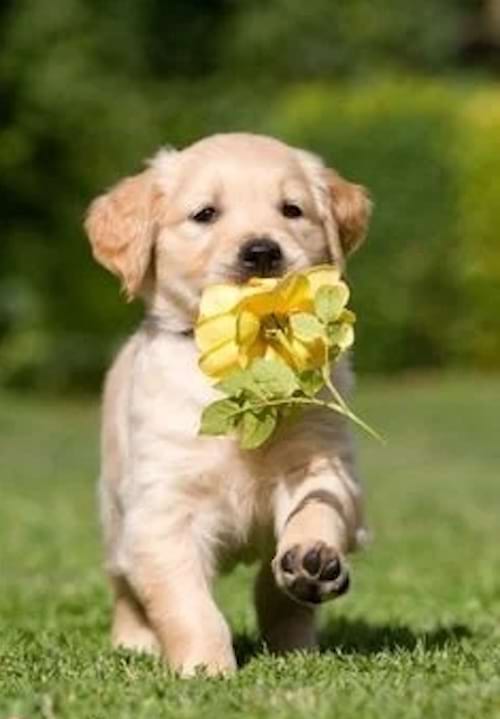 un bébé chiot de type labrador avec un fleur dans la gueule