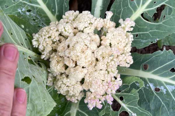 Chou-fleur blanc en pleine croissance.