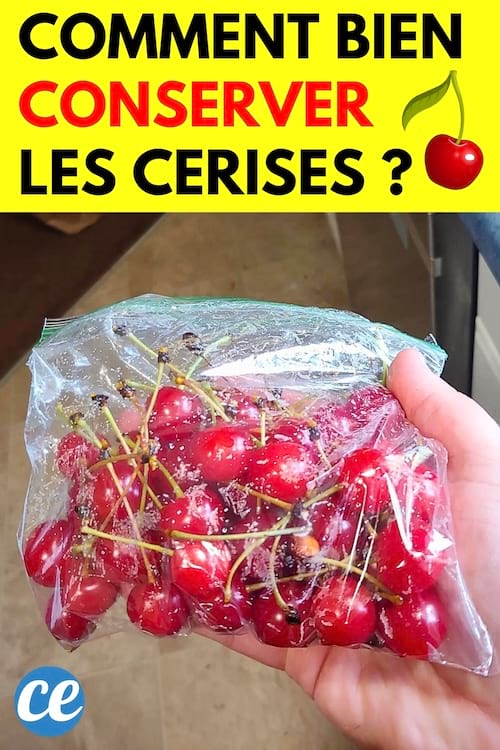 Des cerises dans un sachet pour les conserver plus longtemps