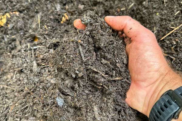 Main dans du compost mature.