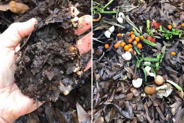 Main tenant du compost et déchets organiques.