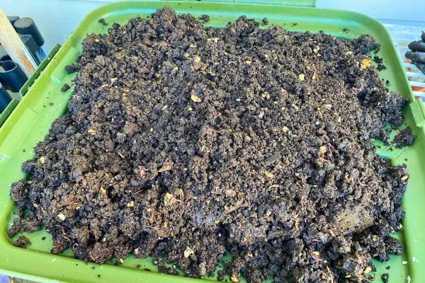 Compost tamisé sur un plateau vert.