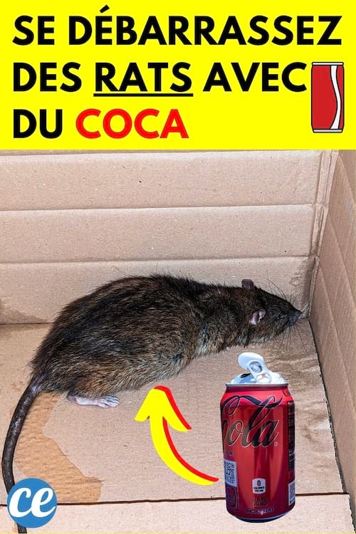Coca contre rat dans un carton