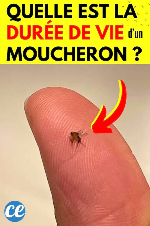 Quelle est la Durée de Vie d’un Moucheron à la Maison