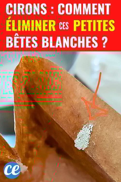 Des cirons dans un sac de farine qui se trouvent dans la cuisine