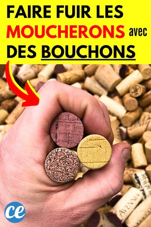 Des bouchons en liège dans la main pour faire fuir les moucherons sur les fruits