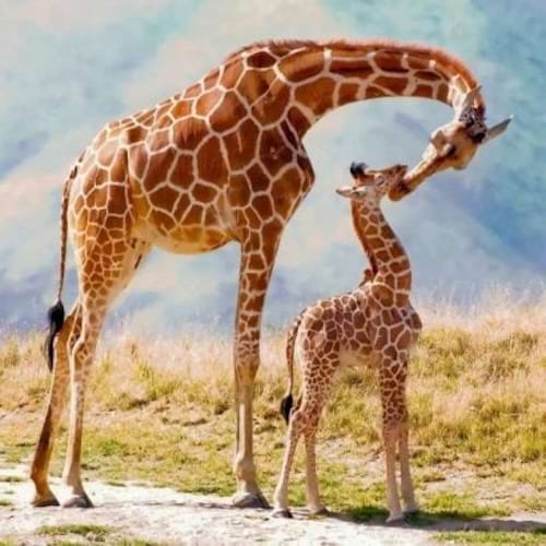 Un girafon touchant le museau de sa mère girafe.