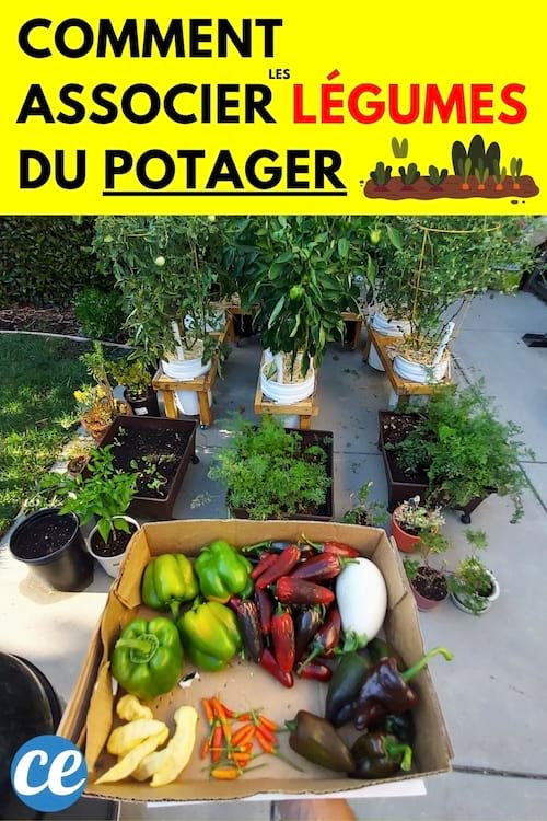 Des légumes du potager