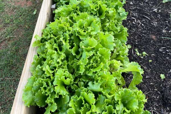 Laitue verte dans un jardin.