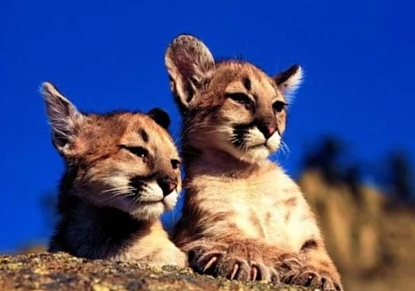 deux bébés pumas sur un rocher