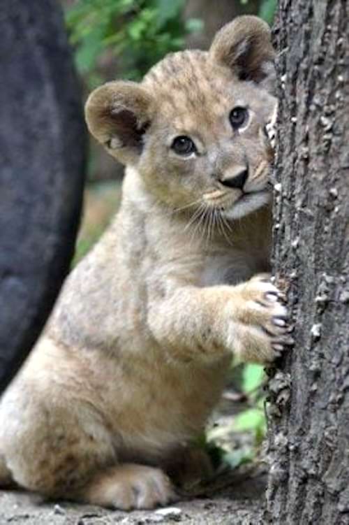 Un lionceau se cachant derrière un arbre.