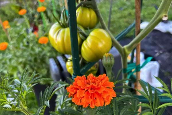 Fleurs de souci orange devant des tomates vertes.