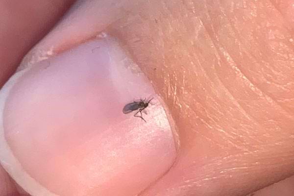 Gros plan d'un moucheron sur un ongle humain.