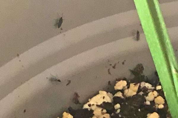 Moucherons près d'une plante.