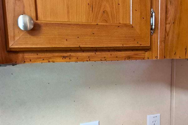 Moucherons nombreux sur une armoire de cuisine en bois.
