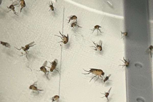 Moucherons sur mur blanc.