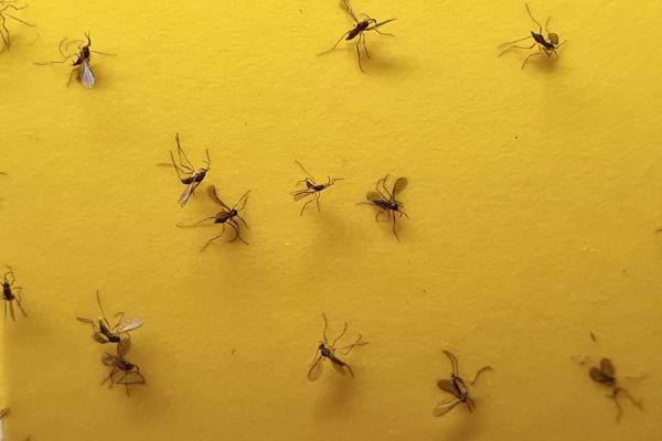 Moucherons sur mur jaune.