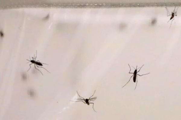 Moucherons volants contre une vitre.