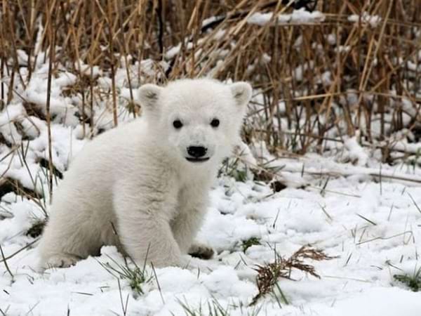 un petit ours blanc