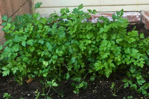 Buisson dense de persil vert.